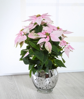 Pink Poinsettia