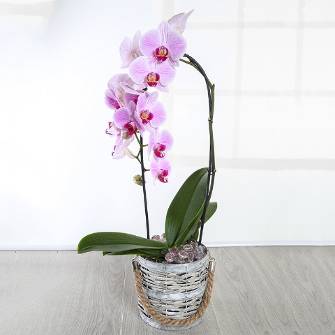 Pink Orchid