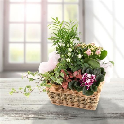 Seasonal Planted Basket